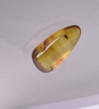 AMBER with INSECT, DOMINICAN REPUBLIC F462