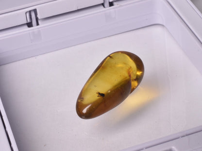 AMBER with INSECT, DOMINICAN REPUBLIC F462