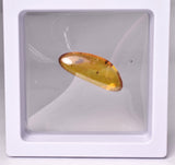 AMBER with INSECT, DOMINICAN REPUBLIC F463