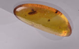 AMBER with INSECT, DOMINICAN REPUBLIC F463