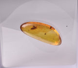 AMBER with INSECT, DOMINICAN REPUBLIC F463