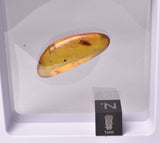 AMBER with INSECT, DOMINICAN REPUBLIC F463