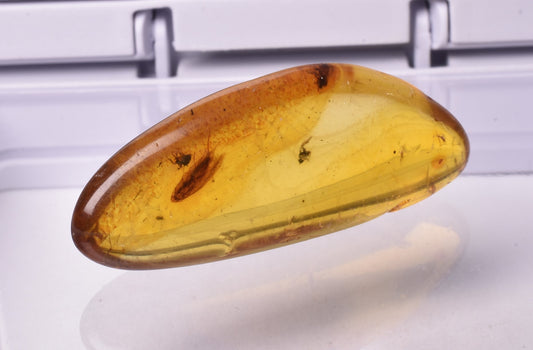 AMBER with INSECT, DOMINICAN REPUBLIC F463