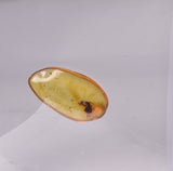 AMBER with INSECT, DOMINICAN REPUBLIC F465