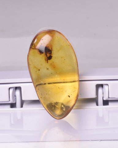 AMBER with INSECT, DOMINICAN REPUBLIC F465