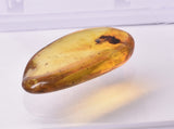 AMBER with INSECT, DOMINICAN REPUBLIC F465