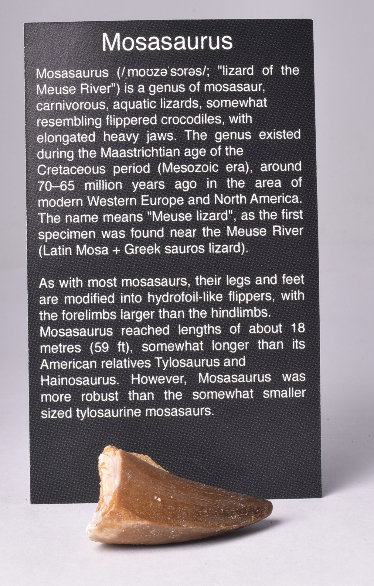 MOSASAURUS ANSPES TOOTH FOSSIL ANCEPS, F466