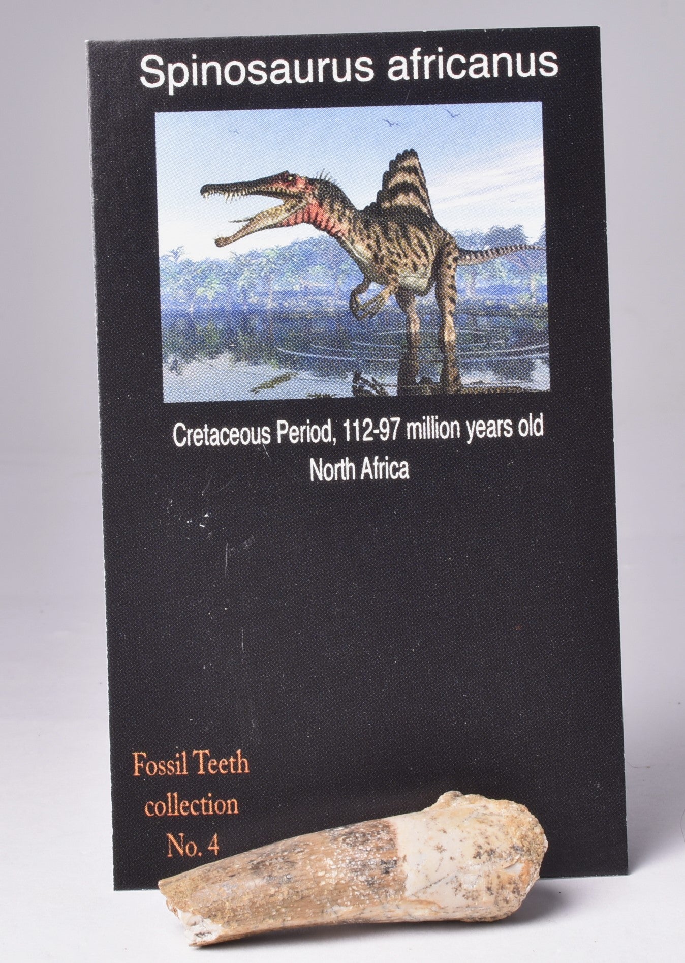 SPINOSAURUS AFRICANUS DINOSAUR TOOTH FOSSIL F467