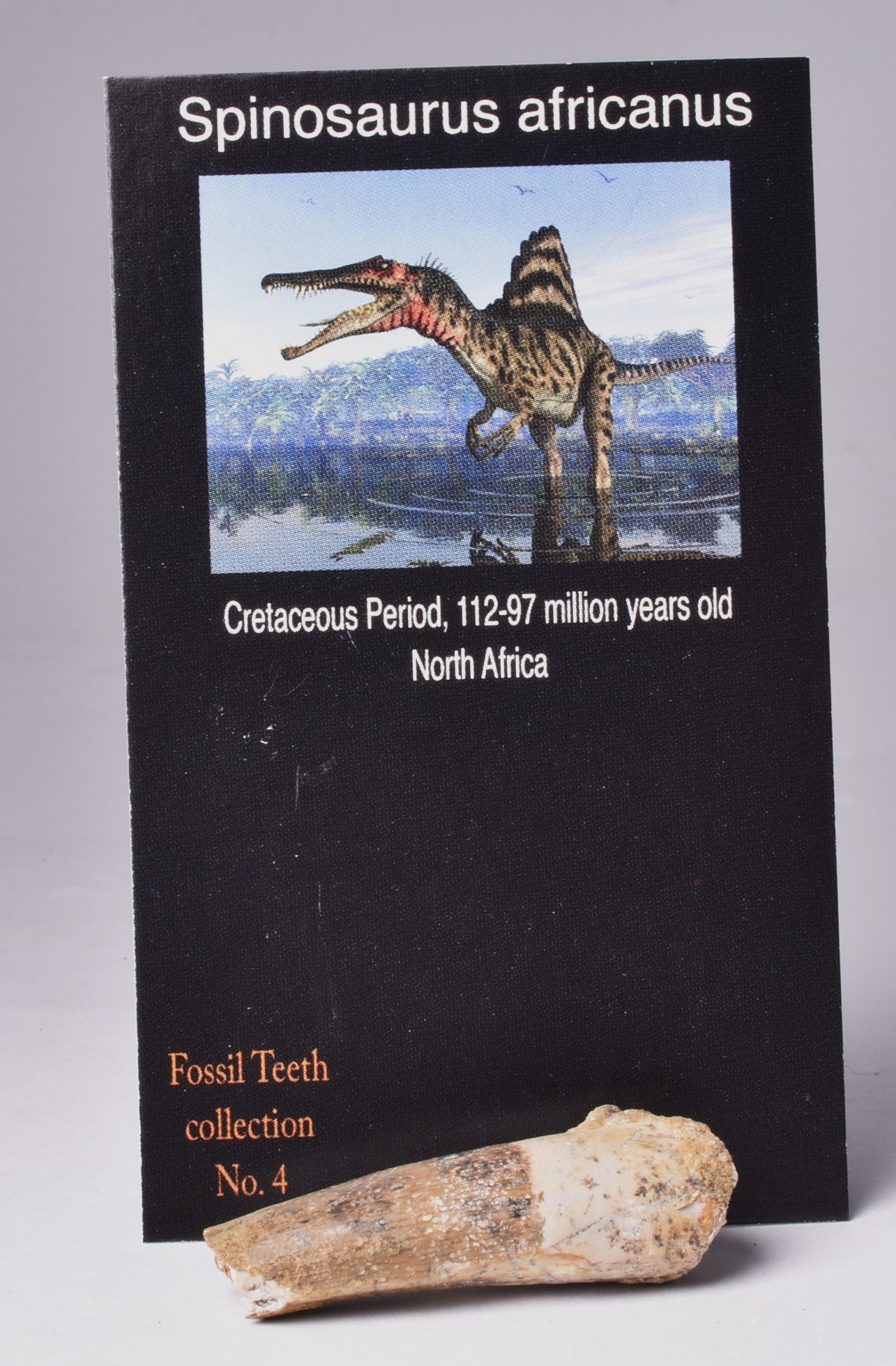 SPINOSAURUS AFRICANUS DINOSAUR TOOTH FOSSIL F467