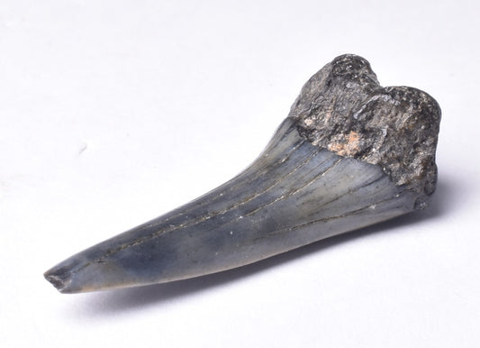 FOSSIL SHARK TOOTH, MIOCENE, USA F468