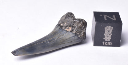 FOSSIL SHARK TOOTH, MIOCENE, USA F468