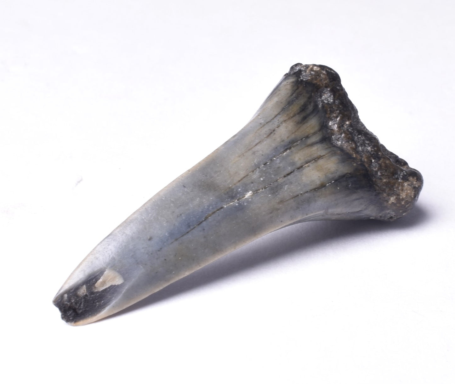 FOSSIL SHARK TOOTH, MIOCENE, USA F468