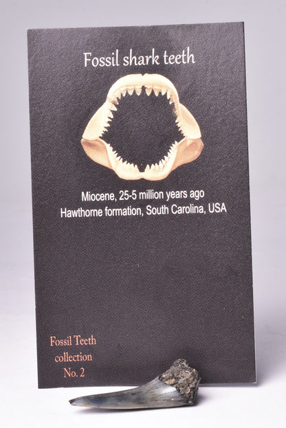 FOSSIL SHARK TOOTH, MIOCENE, USA F468