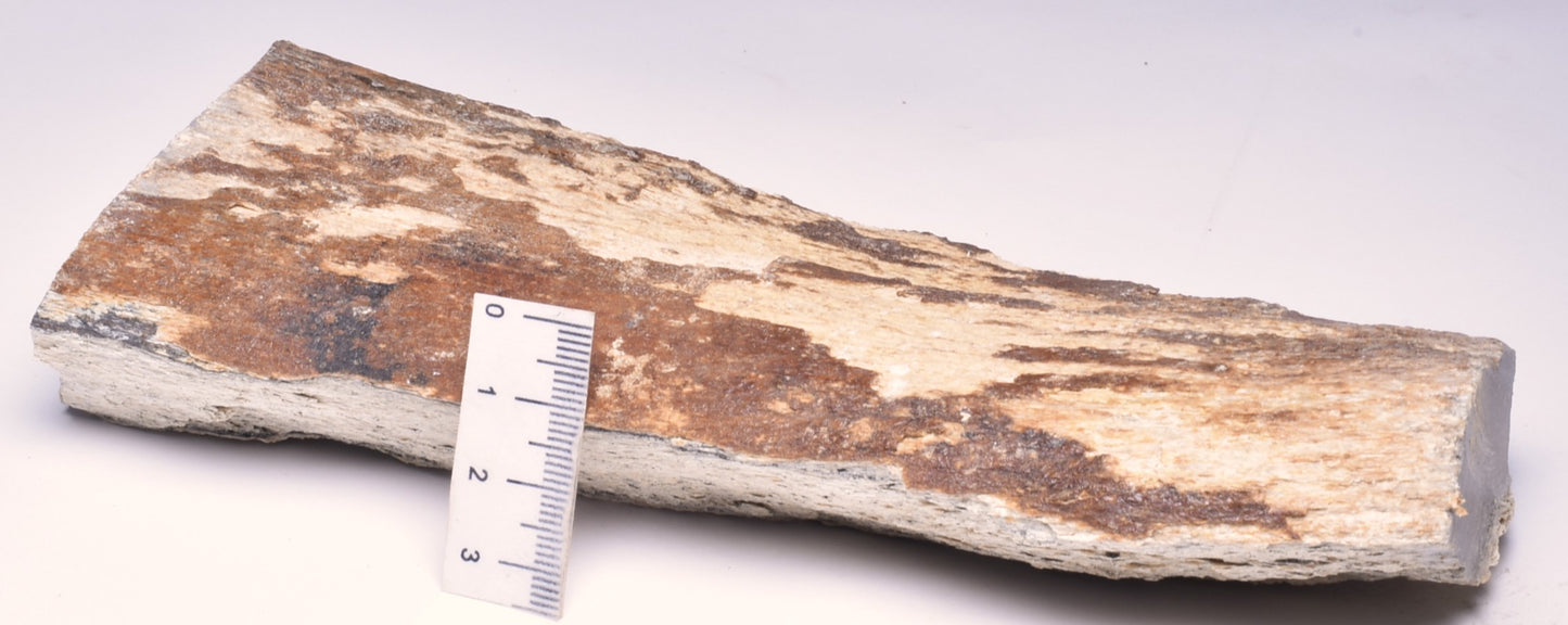 MAMMOTH BONE PLEISTOCENE, ICE AGE F1504