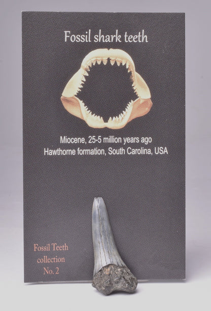 FOSSIL SHARK TOOTH, MIOCENE, USA F468