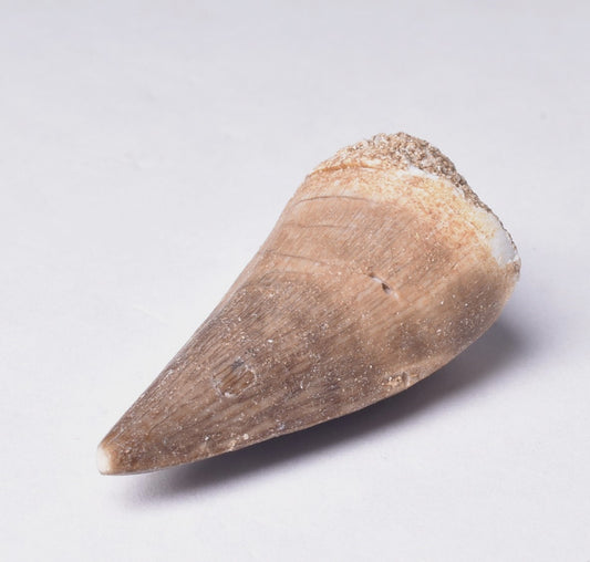 MOSASAURUS ANCEPS TOOTH FOSSIL, F469