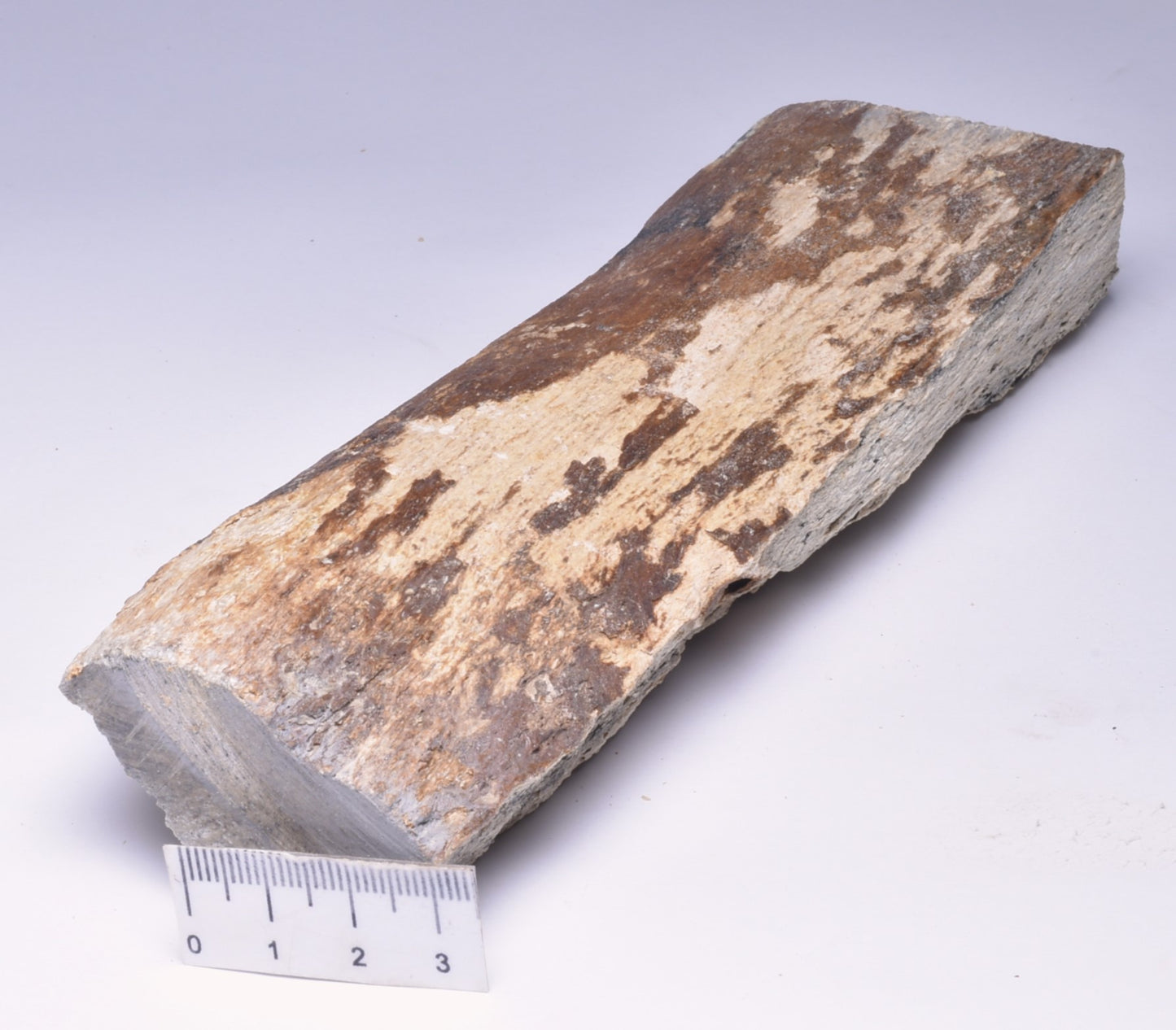 MAMMOTH BONE PLEISTOCENE, ICE AGE F1504