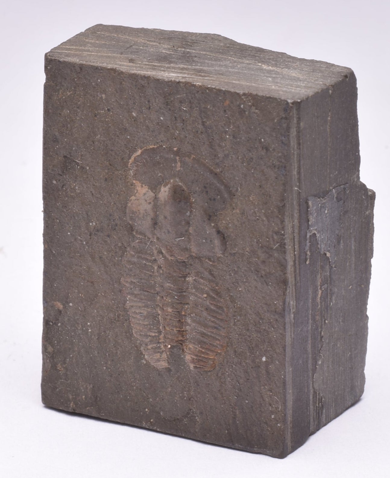 TRILOBITE FOSSIL, HSUASPIS BILOBATA, CAMBRIAN, KANGAROO ISLAND, AUSTRALIA F39