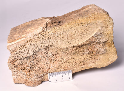 MAMMOTH BONE PLEISTOCENE, ICE AGE F1505