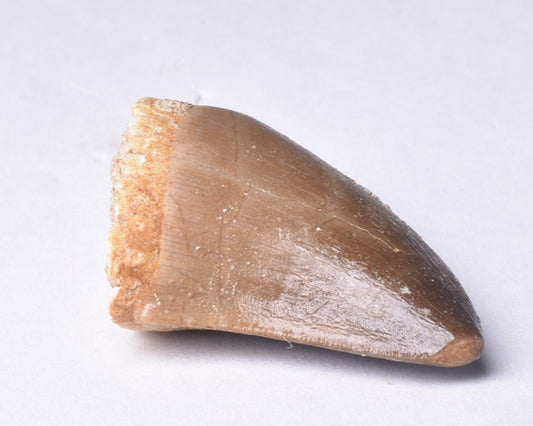 MOSASAURUS ANCEPS TOOTH FOSSIL, F471