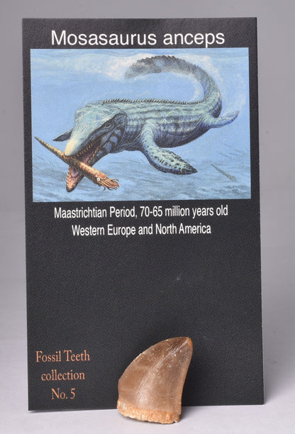 MOSASAURUS ANSPES TOOTH FOSSIL ANCEPS, F471