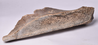 MAMMOTH BONE PLEISTOCENE, ICE AGE F1506