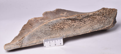 MAMMOTH BONE PLEISTOCENE, ICE AGE F1506