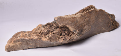 MAMMOTH BONE PLEISTOCENE, ICE AGE F1506