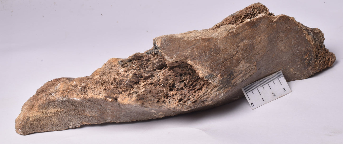 MAMMOTH BONE PLEISTOCENE, ICE AGE F1506