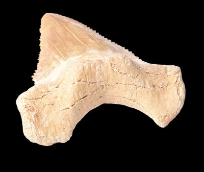 PALAEOCARCHARODON FOSSIL SHARK T00TH F631