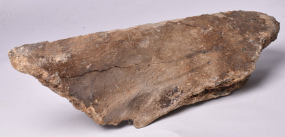 MAMMOTH BONE PLEISTOCENE, ICE AGE F1506