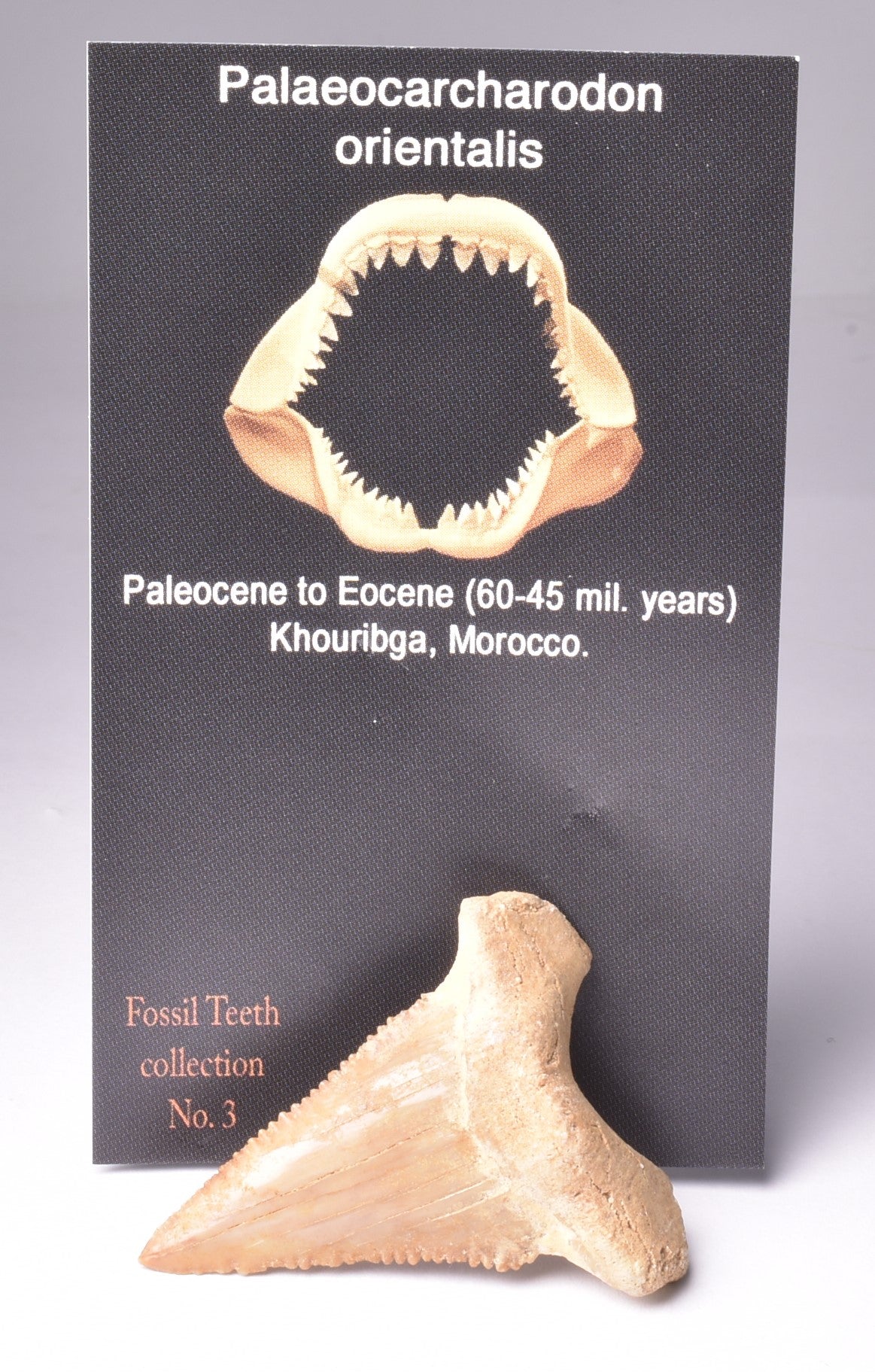 PALAEOCARCHARODON FOSSIL SHARK T00TH F631