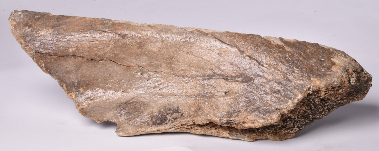 MAMMOTH BONE PLEISTOCENE, ICE AGE F1506