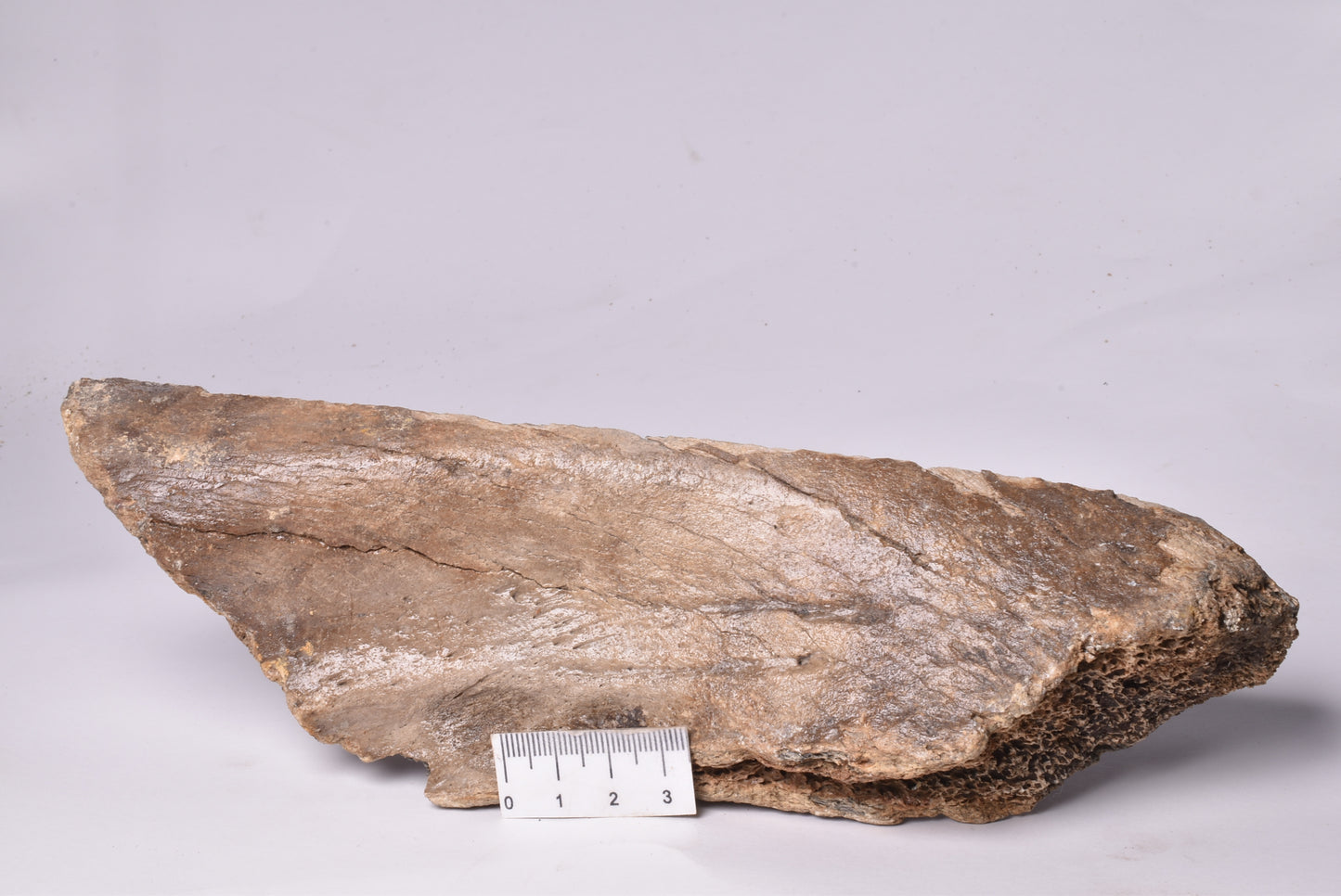 MAMMOTH BONE PLEISTOCENE, ICE AGE F1506