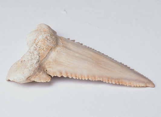 PALAEOCARCHARODON FOSSIL SHARK T00TH F633