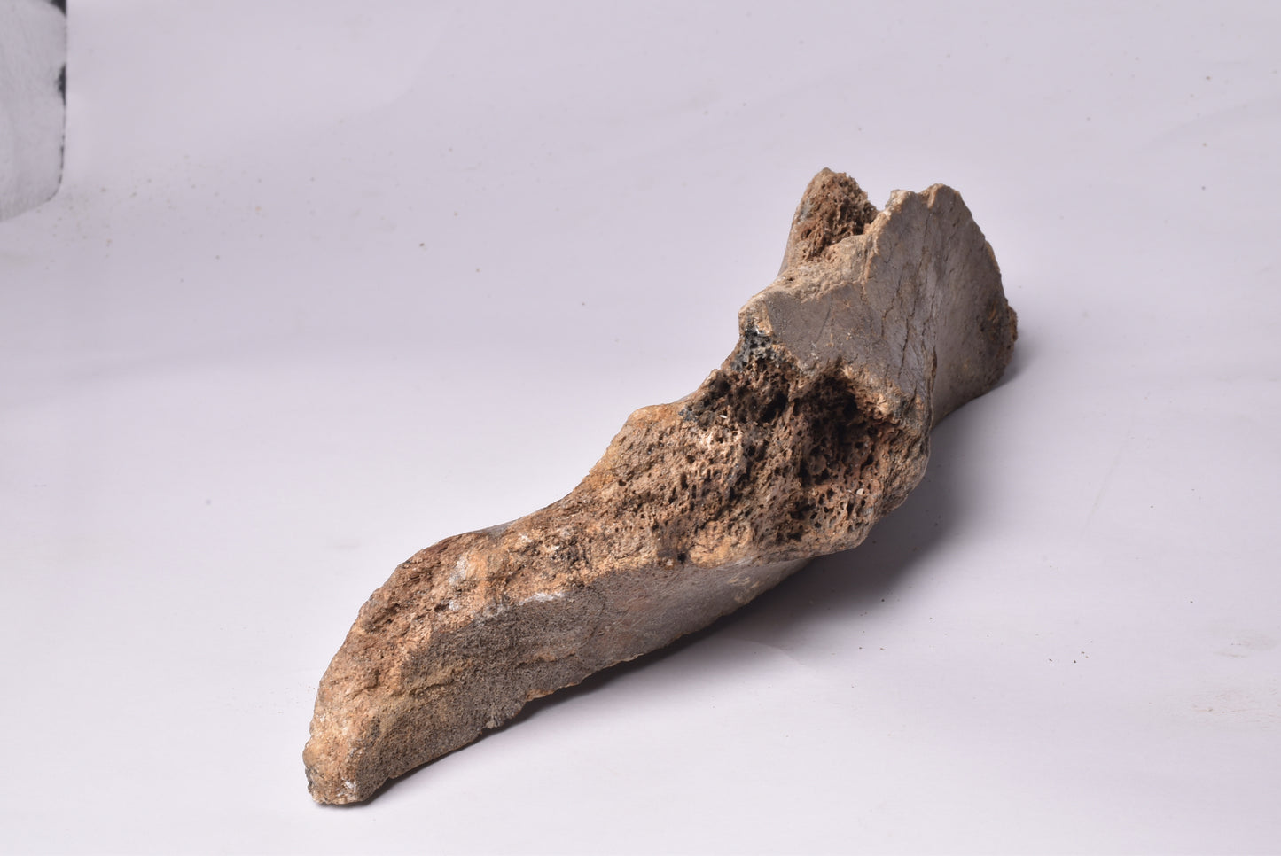 MAMMOTH BONE PLEISTOCENE, ICE AGE F1506