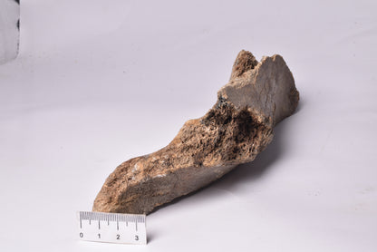 MAMMOTH BONE PLEISTOCENE, ICE AGE F1506