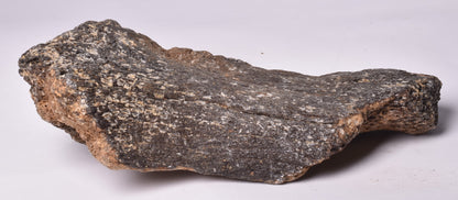 MAMMOTH BONE PLEISTOCENE, ICE AGE F1507