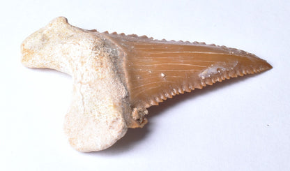 PALAEOCARCHARODON ORIENTALIS FOSSIL SHARK T00TH, MOROCCO F634