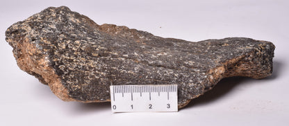 MAMMOTH BONE PLEISTOCENE, ICE AGE F1507