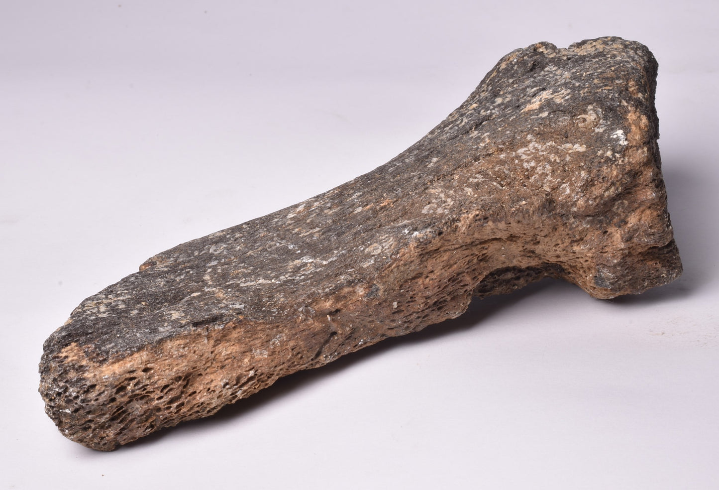 MAMMOTH BONE PLEISTOCENE, ICE AGE F1507