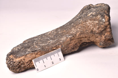 MAMMOTH BONE PLEISTOCENE, ICE AGE F1507