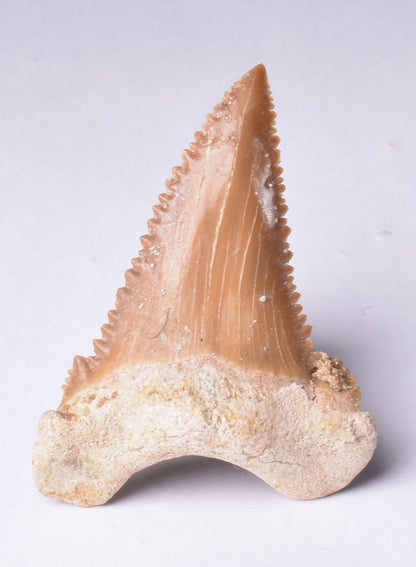 PALAEOCARCHARODON ORIENTALIS FOSSIL SHARK T00TH, MOROCCO F634