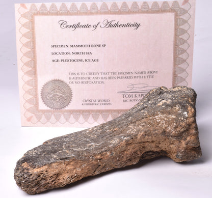 MAMMOTH BONE PLEISTOCENE, ICE AGE F1507