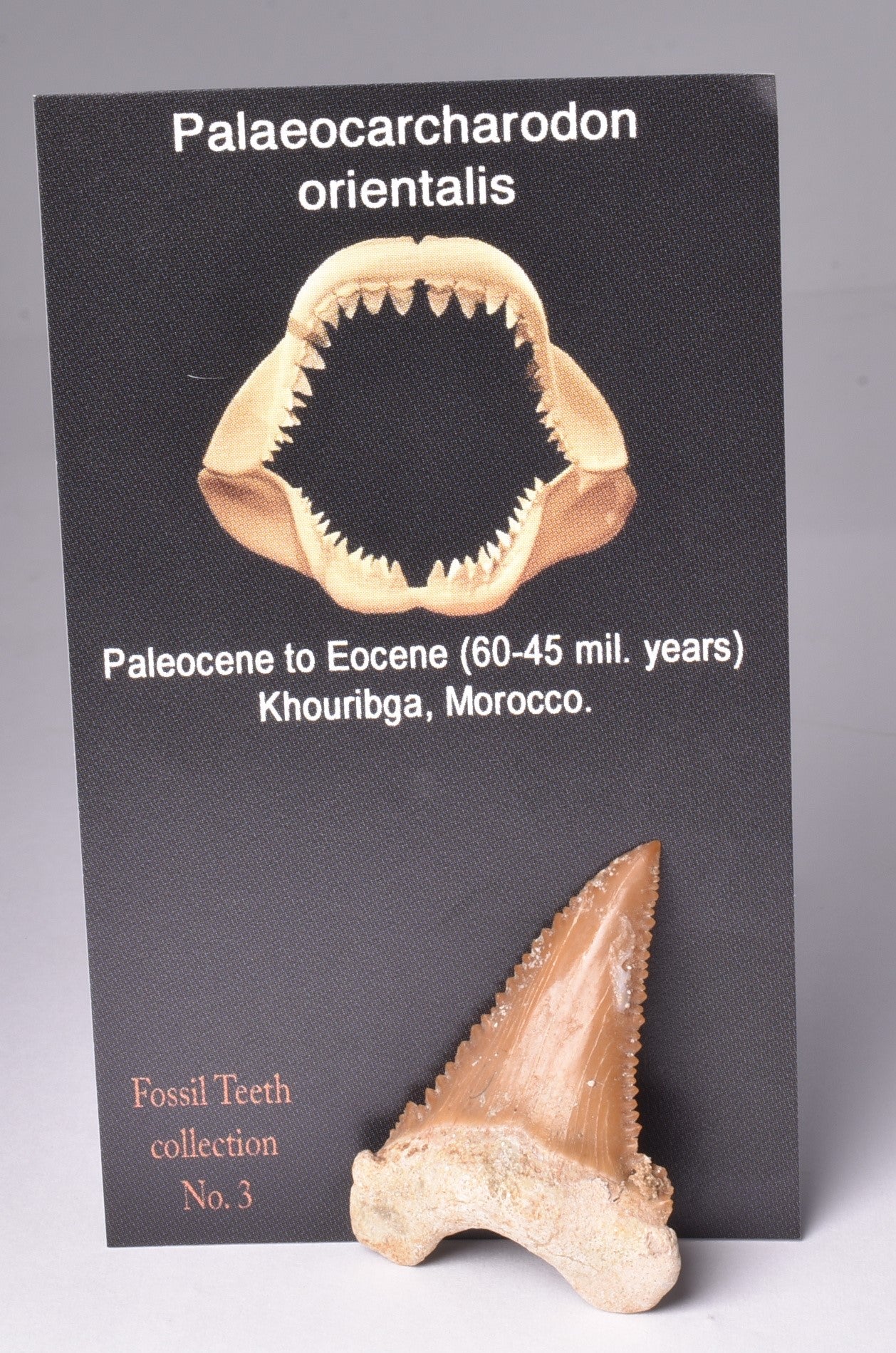 PALAEOCARCHARODON ORIENTALIS FOSSIL SHARK T00TH, MOROCCO F634