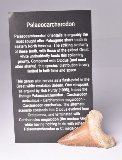 PALAEOCARCHARODON ORIENTALIS FOSSIL SHARK T00TH, MOROCCO F634