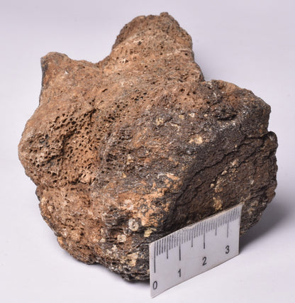 MAMMOTH BONE PLEISTOCENE, ICE AGE F1507