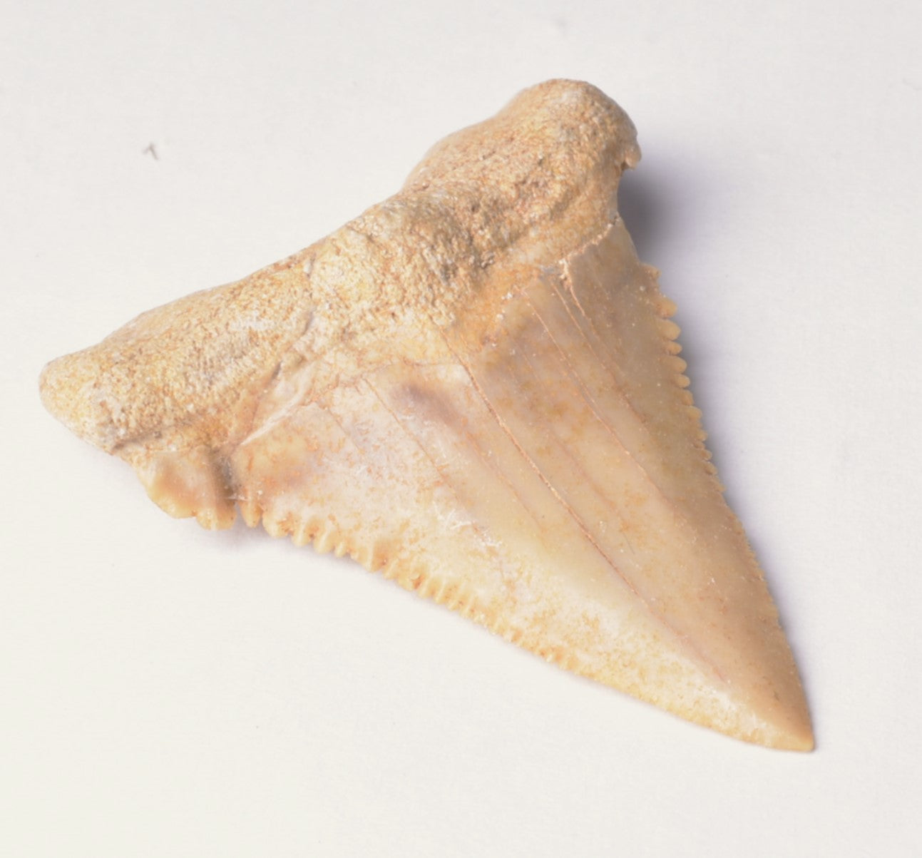 PALAEOCARCHARODON FOSSIL SHARK T00TH F635