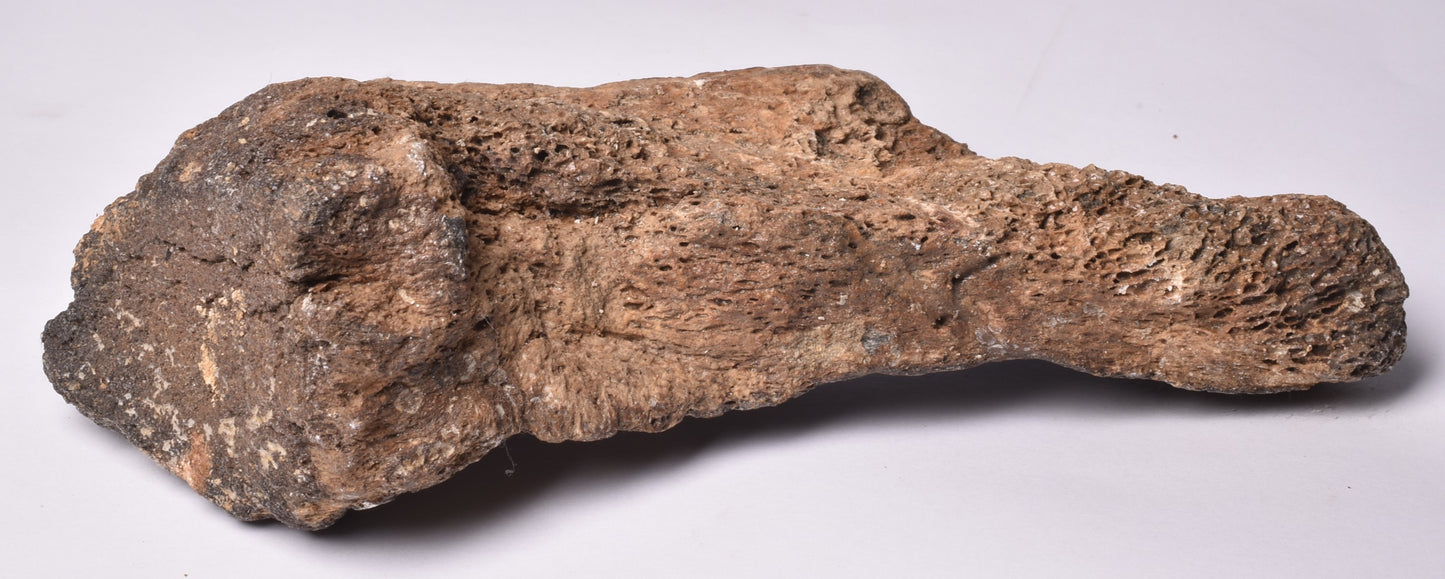 MAMMOTH BONE PLEISTOCENE, ICE AGE F1507