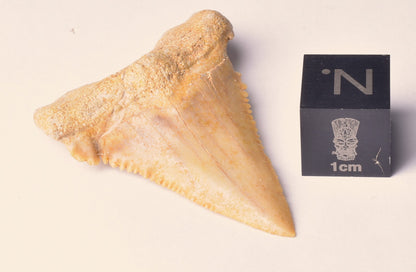 PALAEOCARCHARODON FOSSIL SHARK T00TH F635